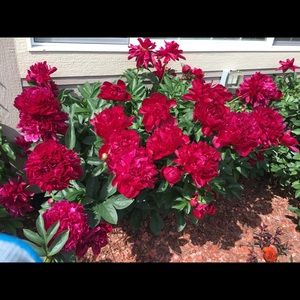 Meet your Posher, Ana